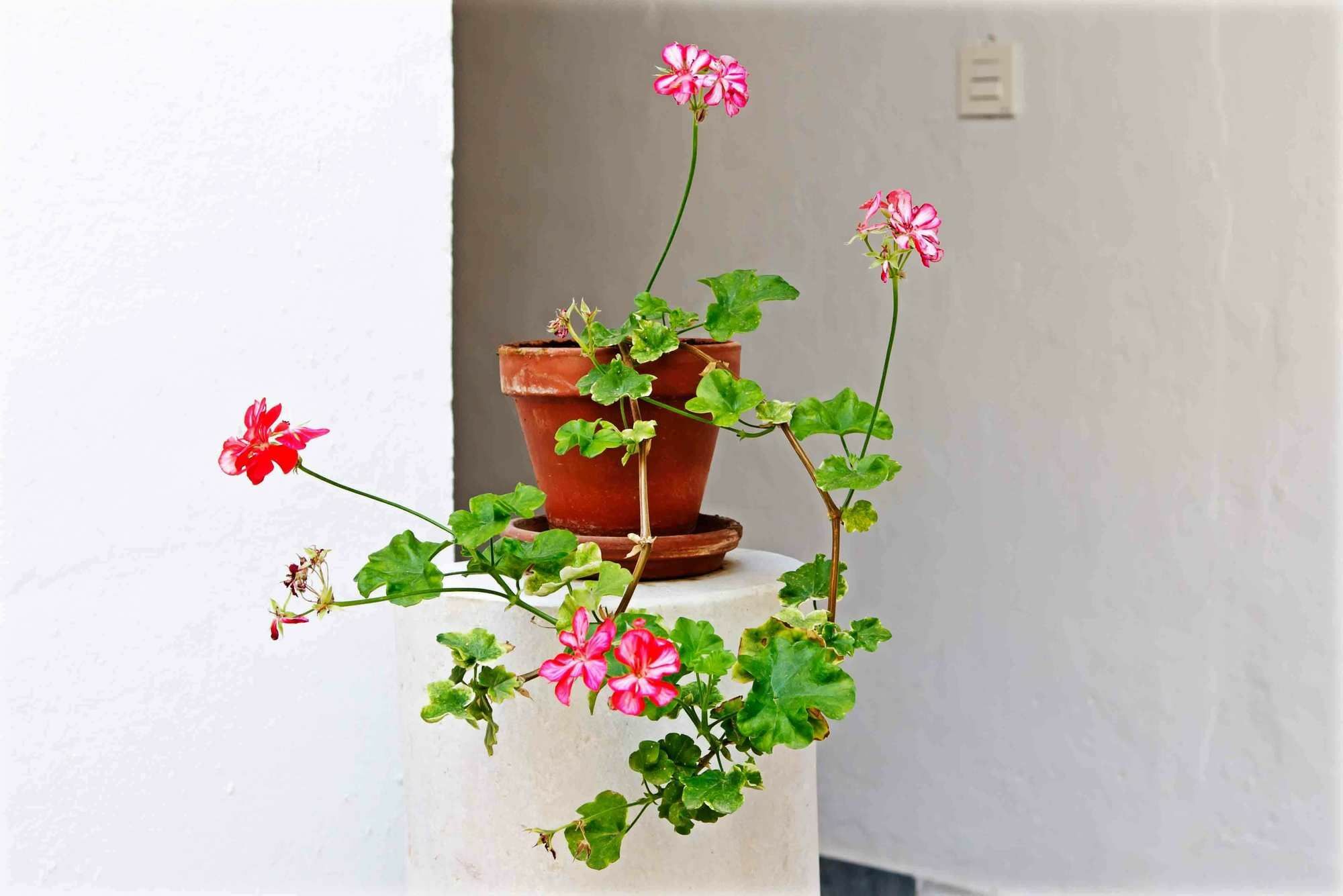 Selecta Apartments Los Venerables Sevilla Eksteriør billede